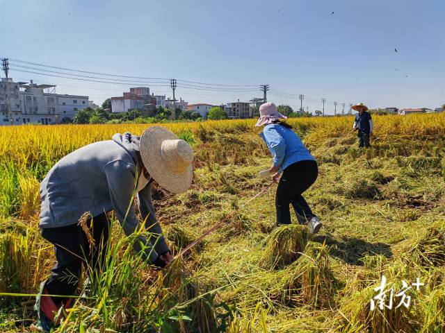 超聲種子增產(chǎn)預(yù)處理后，廣東興寧雙季絲苗香米突破畝產(chǎn)1446.18公斤，再創(chuàng)世界紀(jì)錄！
